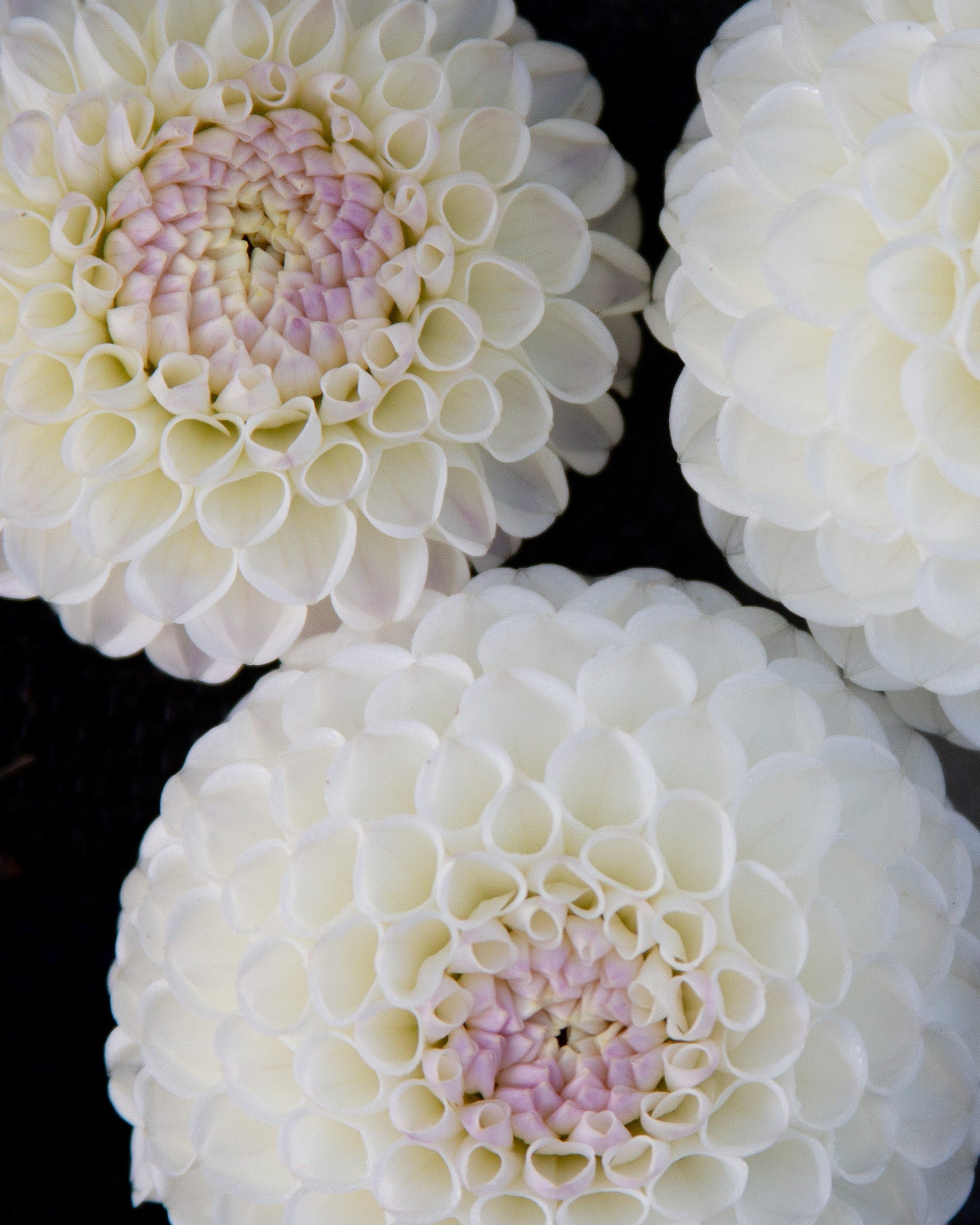 Three close-up views of large white dahlia flowers with pale pink centers against a black background.