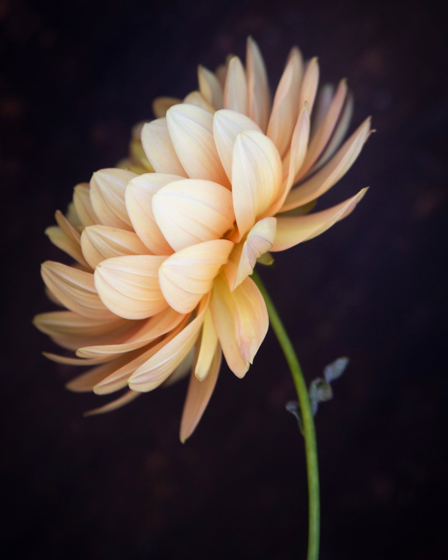 A single pale peach and cream dahlia flower on a thin green stem, photographed against a very dark, nearly black background.