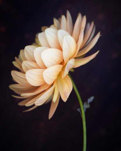 A single pale peach and cream dahlia flower on a thin green stem, photographed against a very dark, nearly black background.