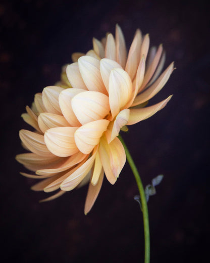 Hollyhill Serenity (Cutting)