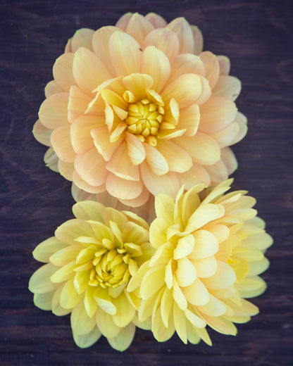 Three pale yellow artificial dahlia flowers arranged on a dark wooden surface.