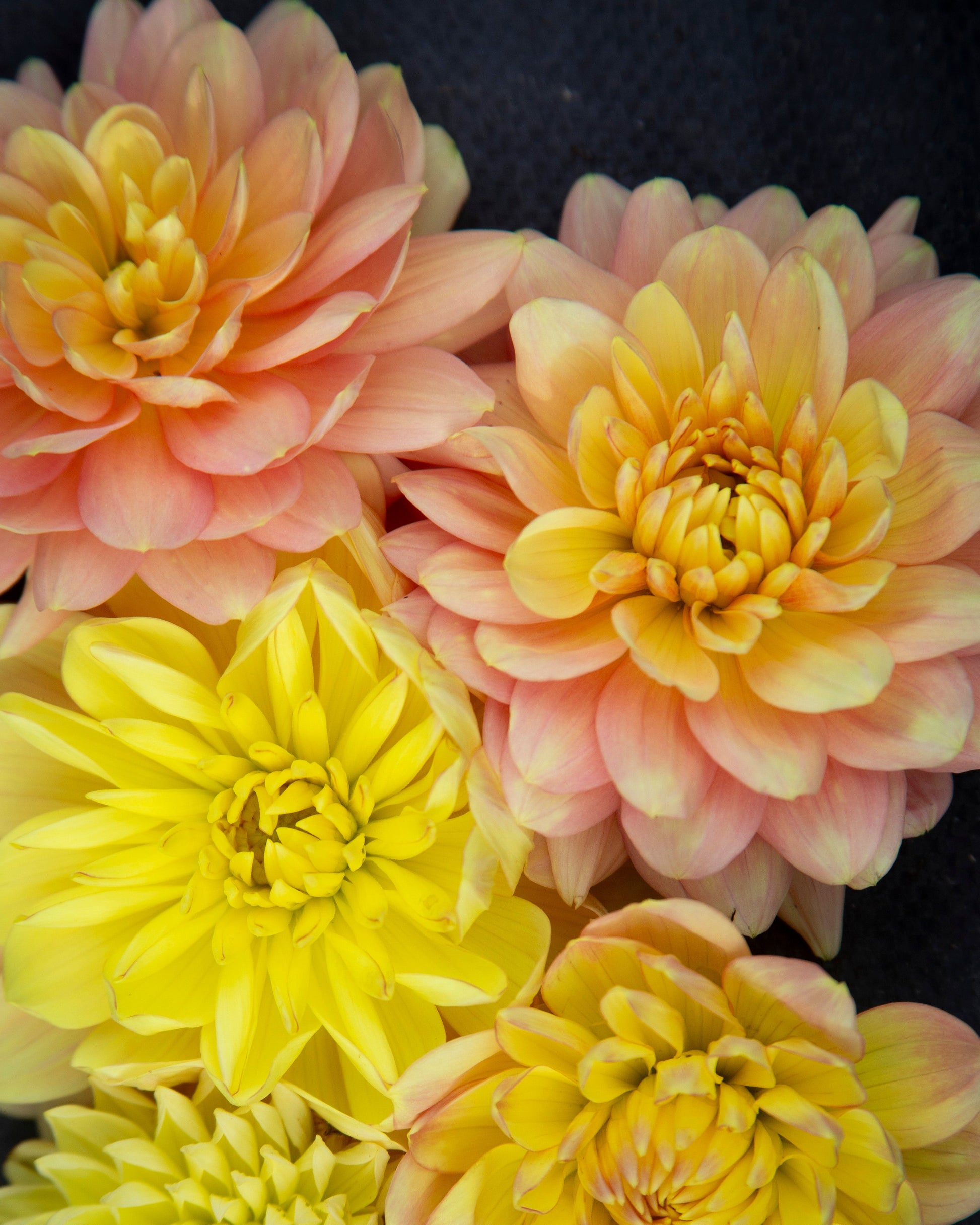 Close-up of several chrysanthemum flowers in soft yellow and peach-pink tones against a dark background.
