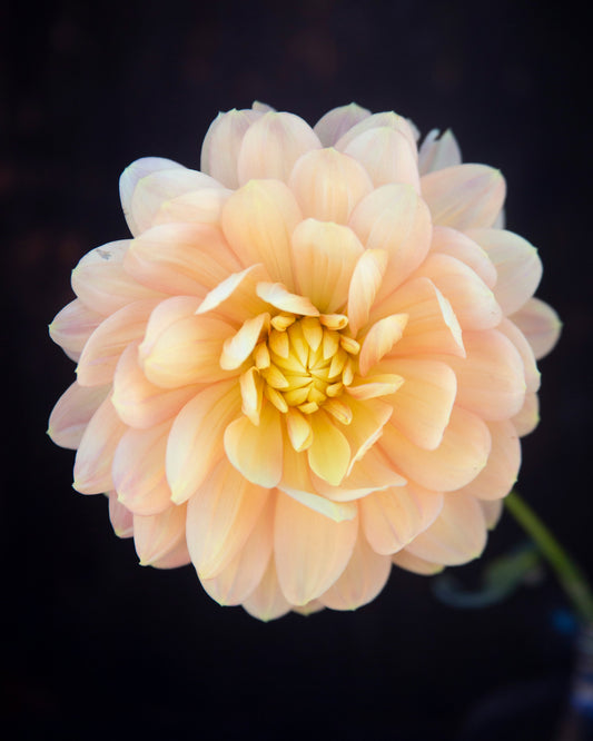 A single pale peach dahlia flower with layered petals and a yellow center, photographed against a very dark black background.