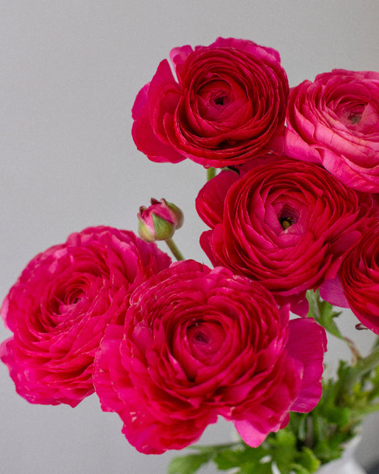 Ranunculus Hot Pink Ciclamino (Copy)