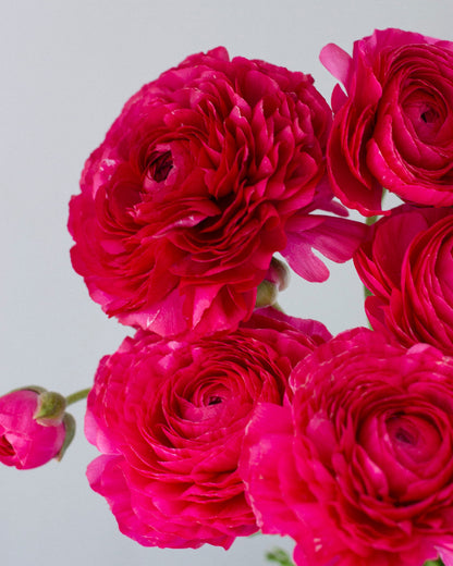 Ranunculus Hot Pink Ciclamino (Copy)