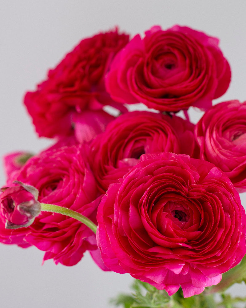 Ranunculus Hot Pink Ciclamino (Copy)