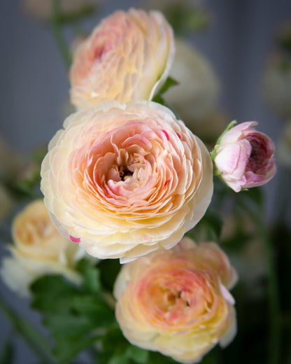 Ranunculus Hydra