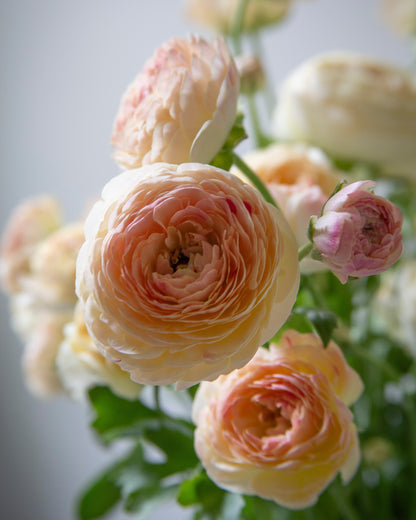 Ranunculus Hydra