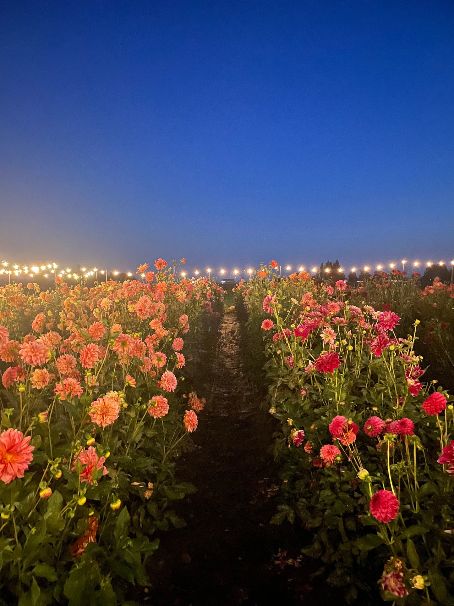 4 Day Flower Retreat: