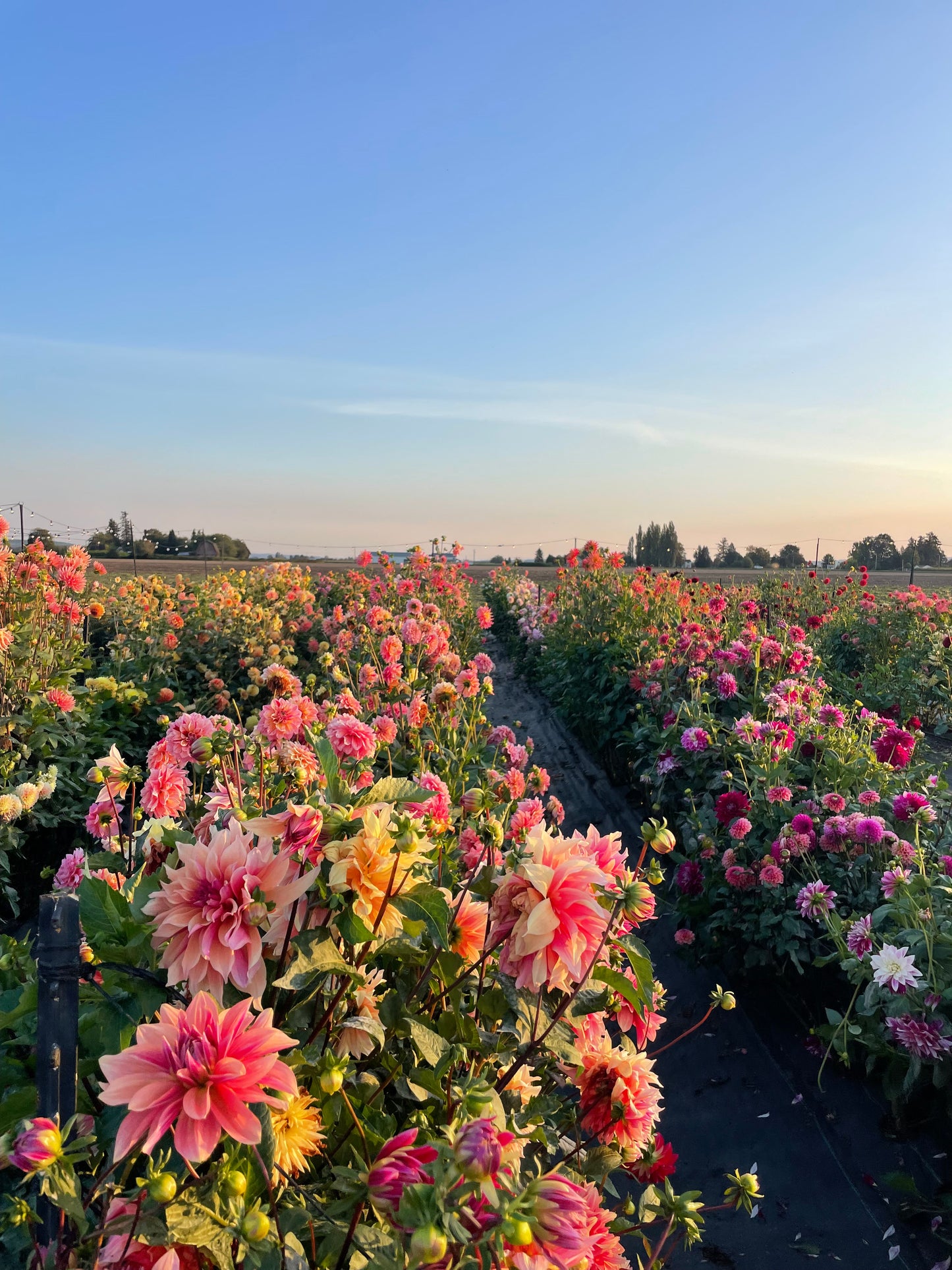 4 Day Flower Retreat: