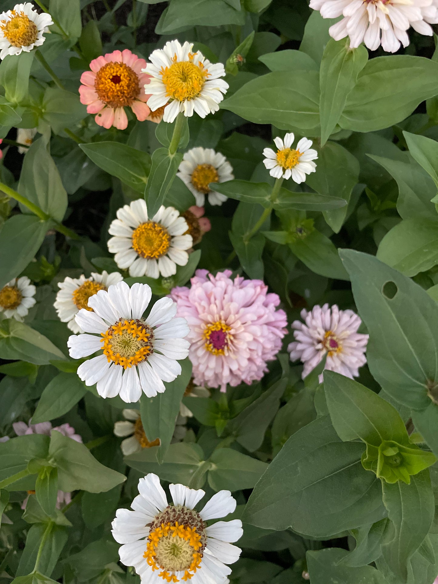 The Dahlia House Mix Zinna Seed