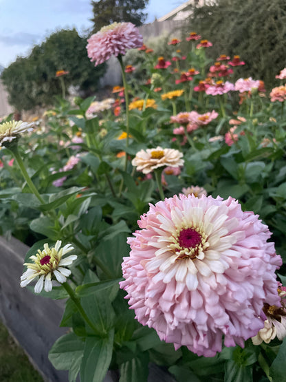 The Dahlia House Mix Zinna Seed