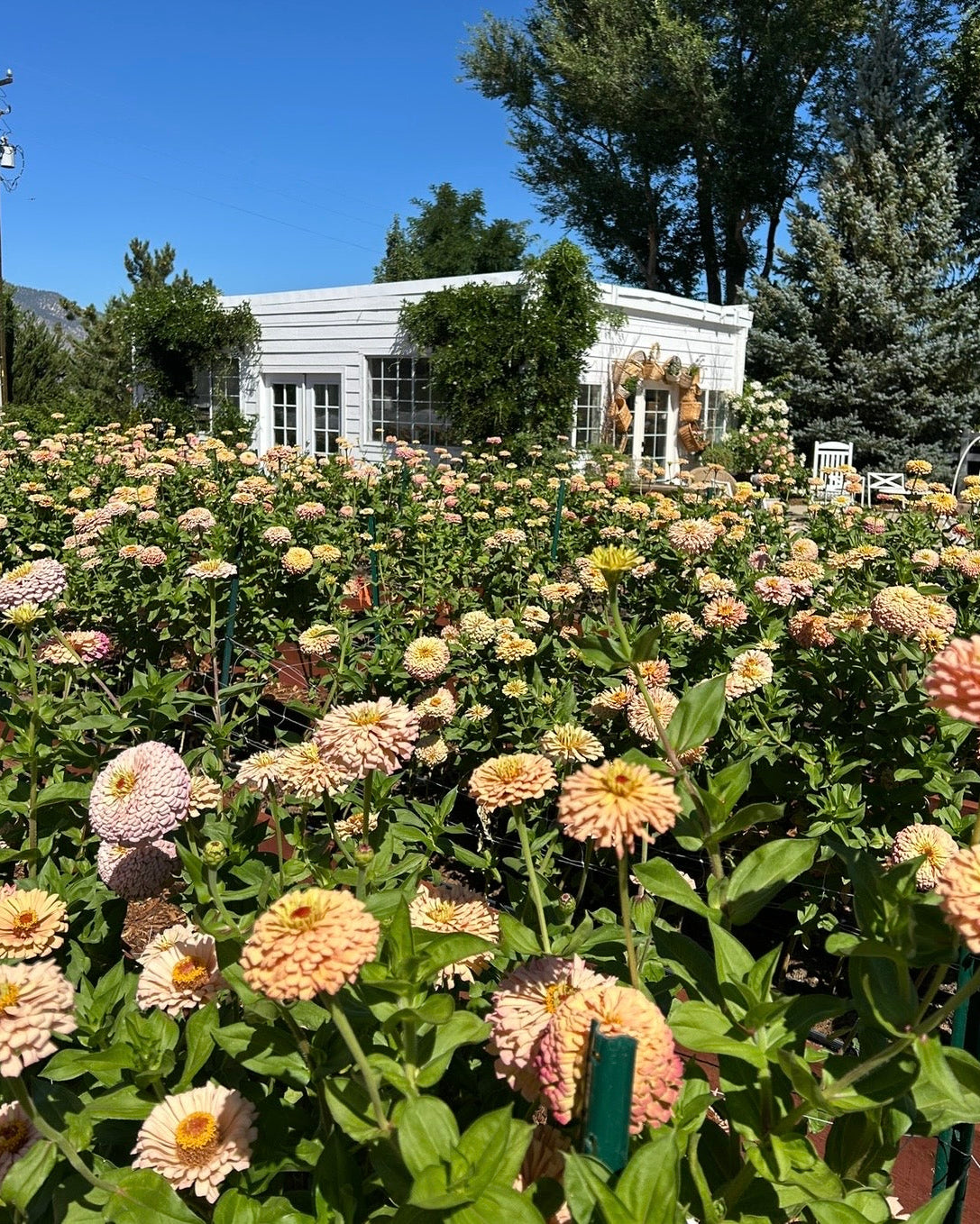 Zinnia Hybridizing Intensive: THURSDAY 9AM