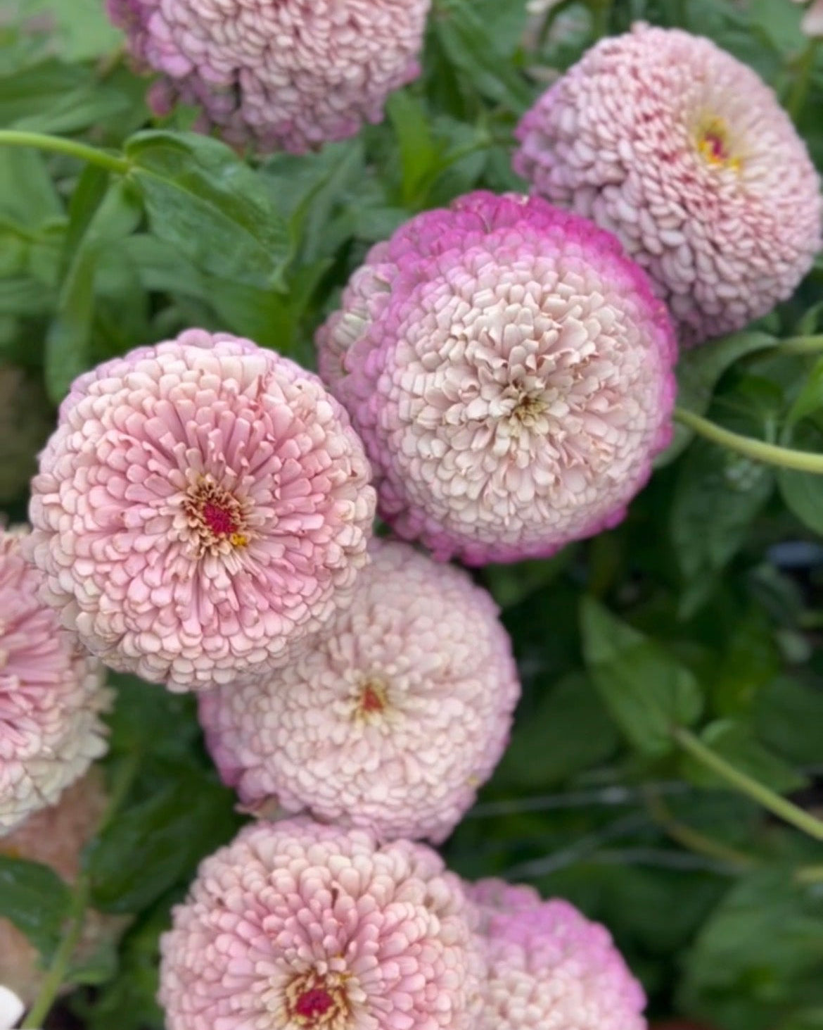 Zinnia Hybridizing Intensive: THURSDAY 9AM