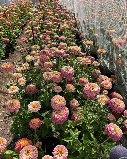 Zinnia Hybridizing Intensive: THURSDAY 9AM