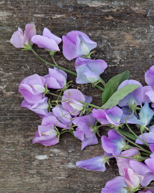 Sweet Pea Turquoise Lagoon