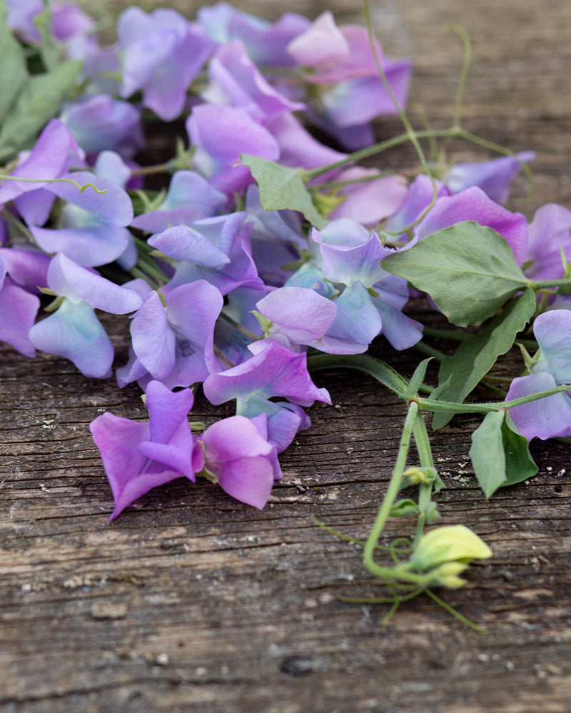 Sweet Pea Turquoise Lagoon