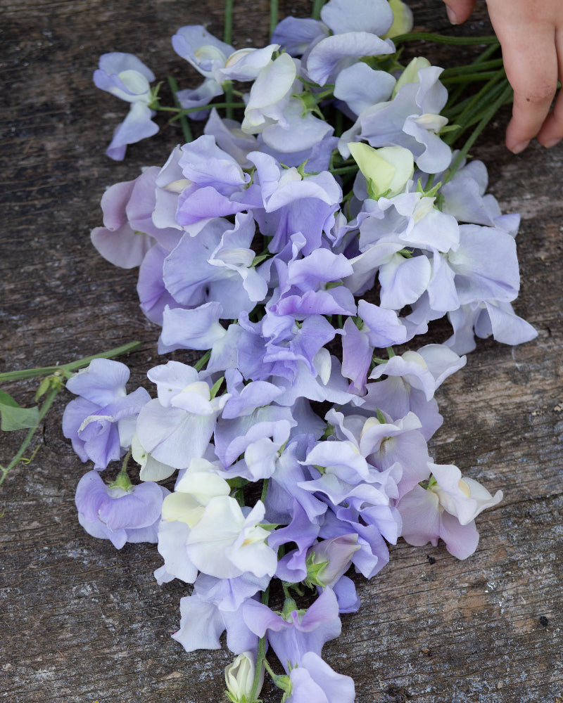 Sweet Pea Oban Bay