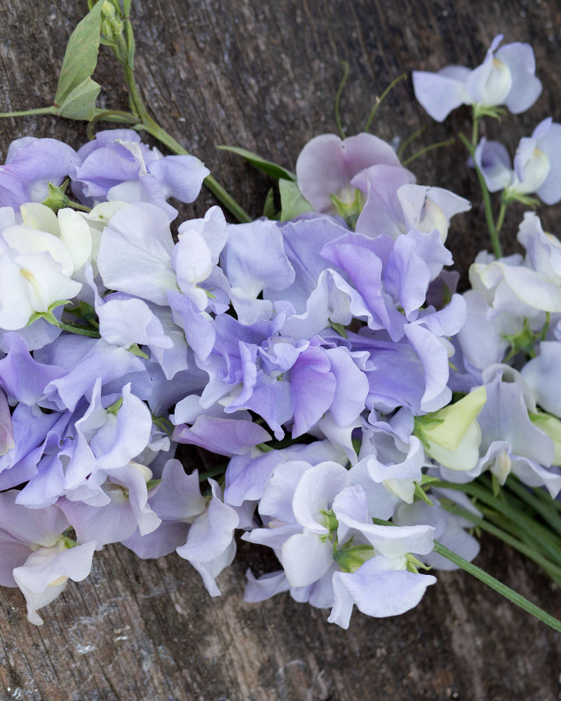 Sweet Pea Oban Bay