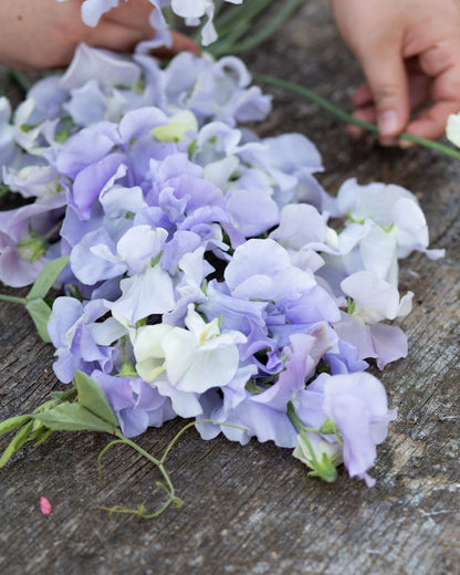 Sweet Pea Oban Bay