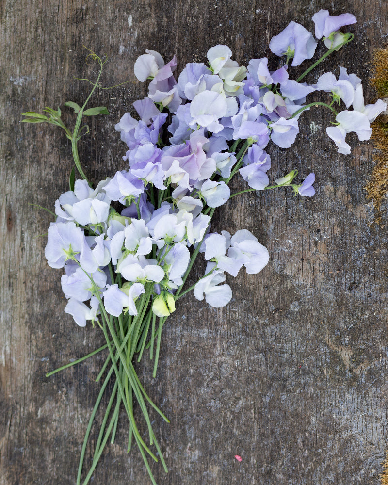 Sweet Pea Oban Bay