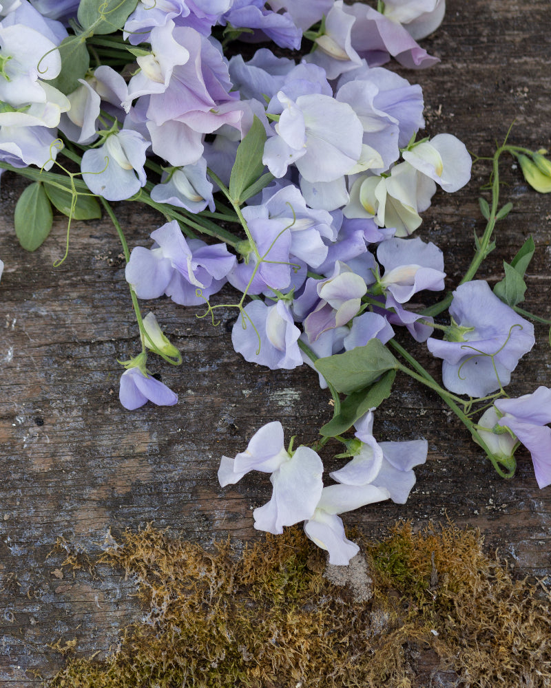 Sweet Pea Oban Bay