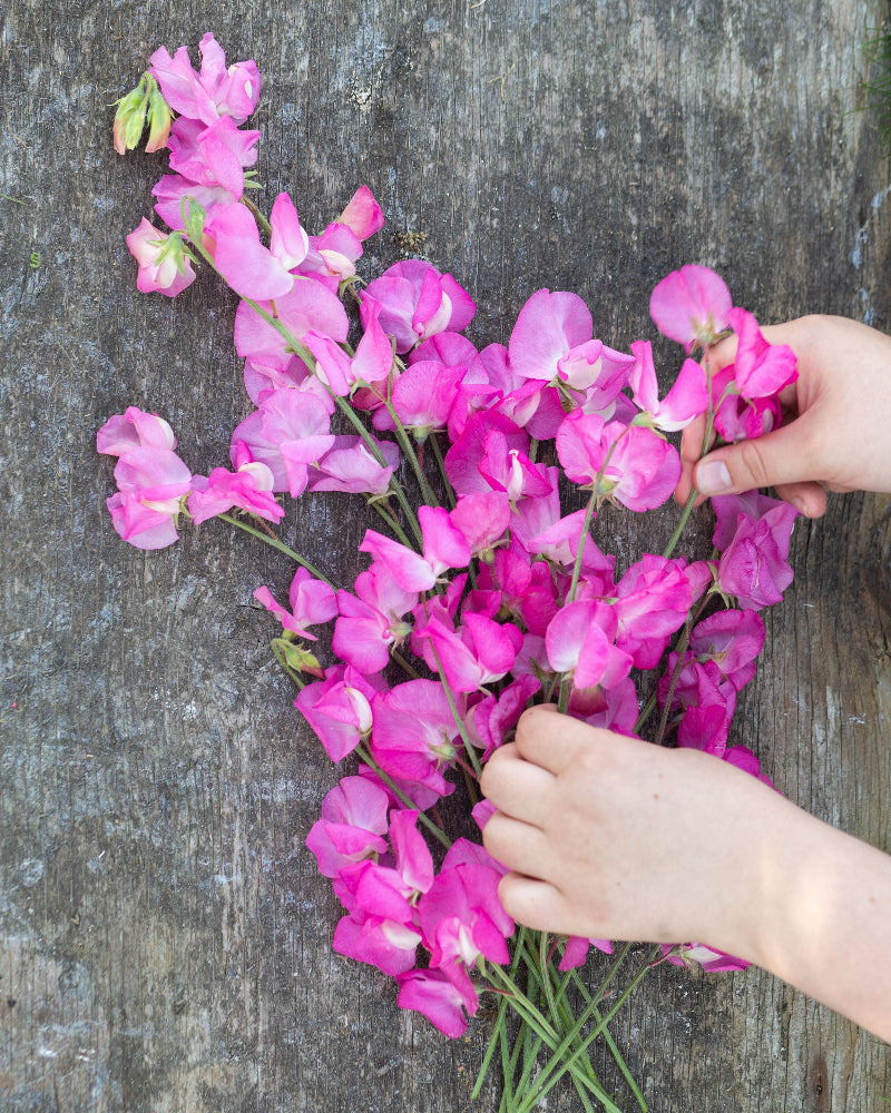 Sweet Pea Mrs. R. Bolton