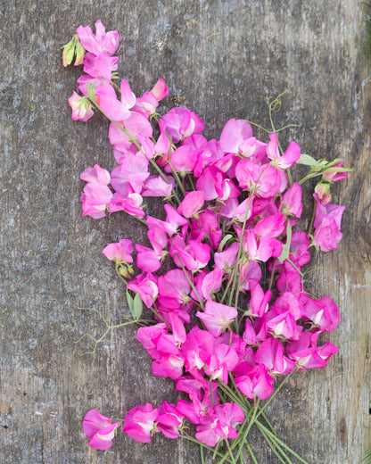 Sweet Pea Mrs. R. Bolton