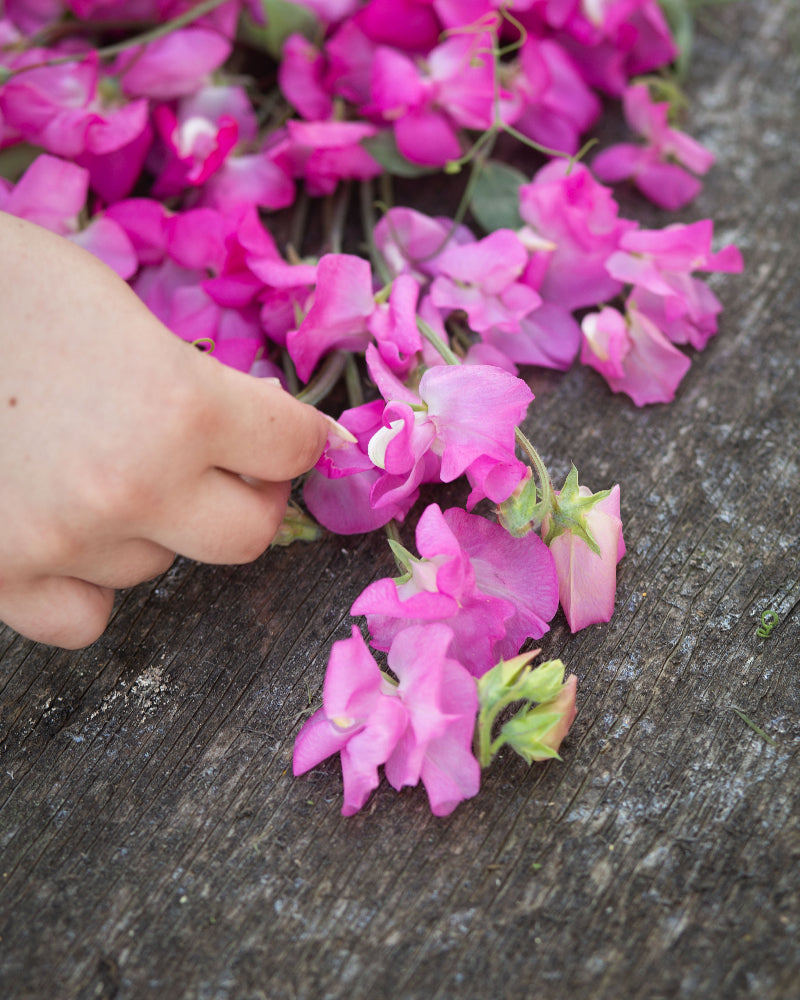 Sweet Pea Mrs. R. Bolton