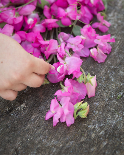 Sweet Pea Mrs. R. Bolton