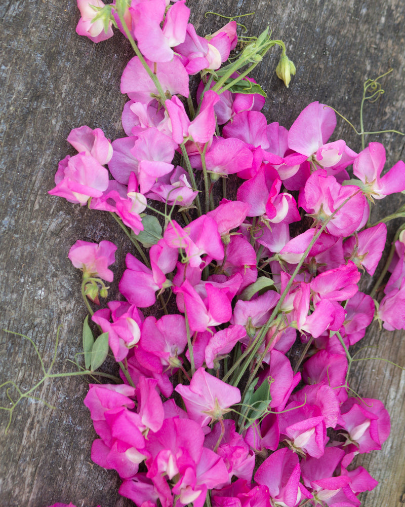 Sweet Pea Mrs. R. Bolton