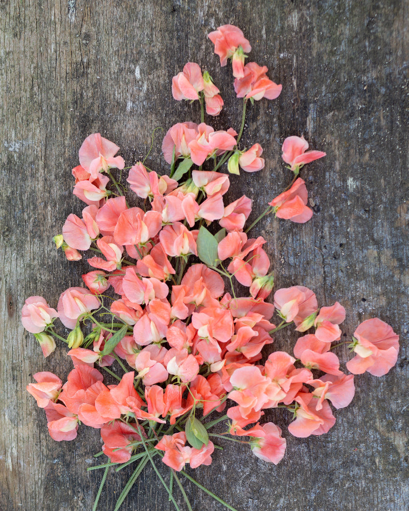 Sweet Pea Apricot Mystery