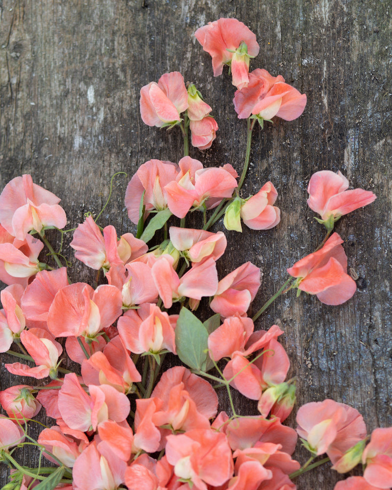 Sweet Pea Apricot Mystery