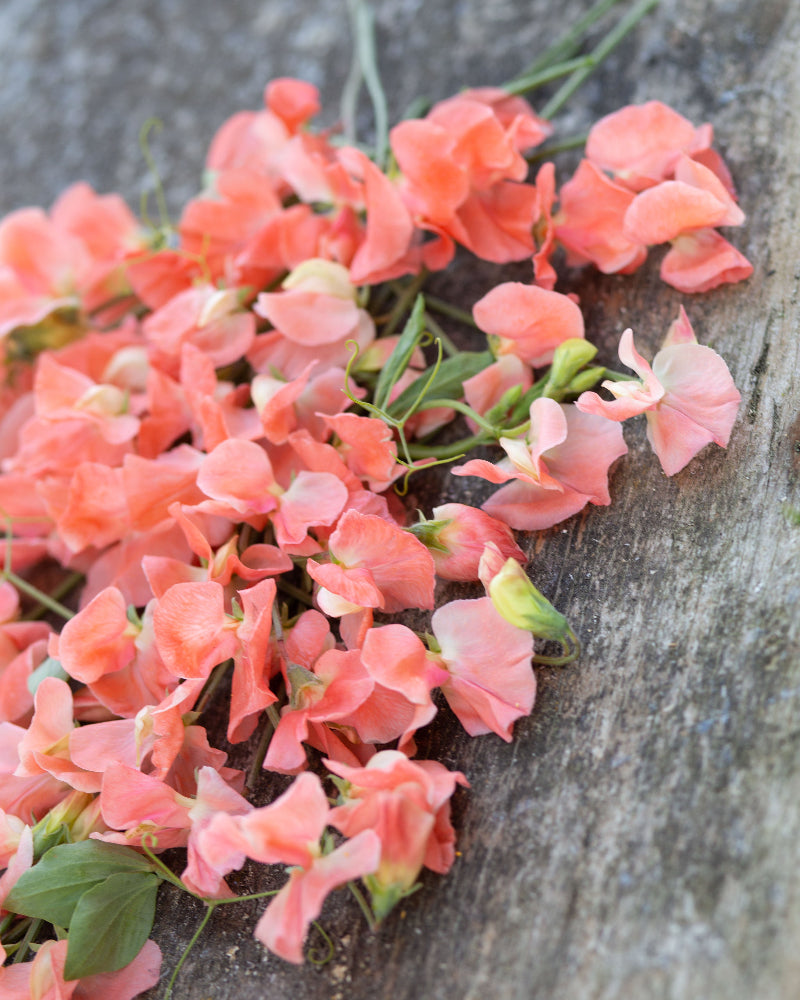 Sweet Pea Apricot Mystery