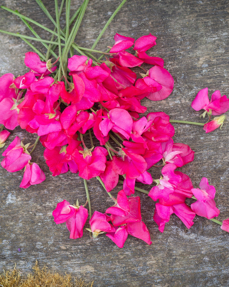 Sweet Pea Sally Maitland