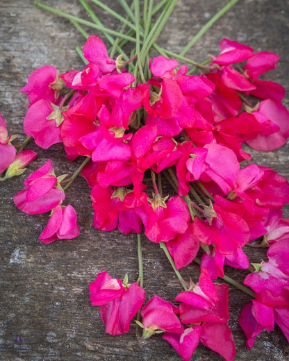 Sweet Pea Sally Maitland