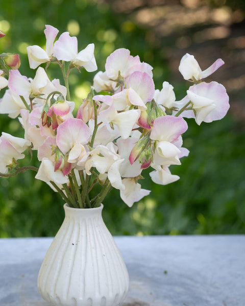 Sweet Pea Bix – The Dahlia House