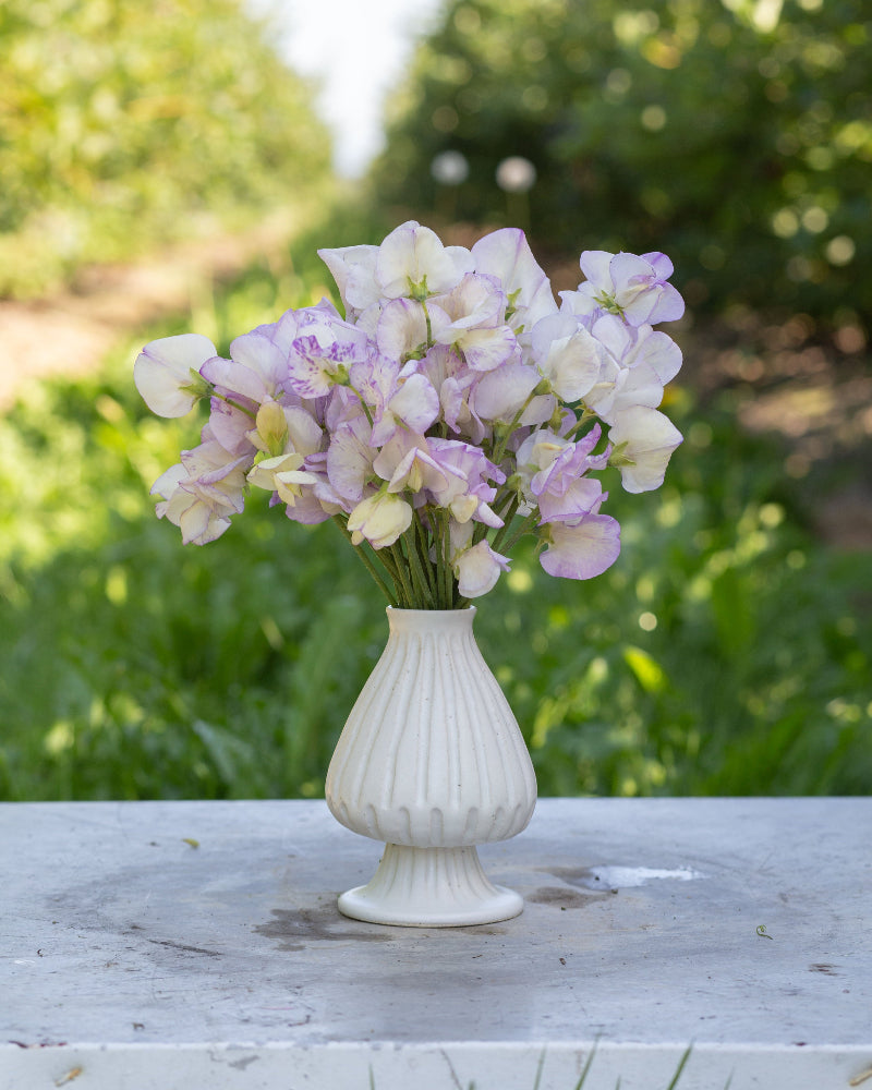 Sweet Pea April in Paris