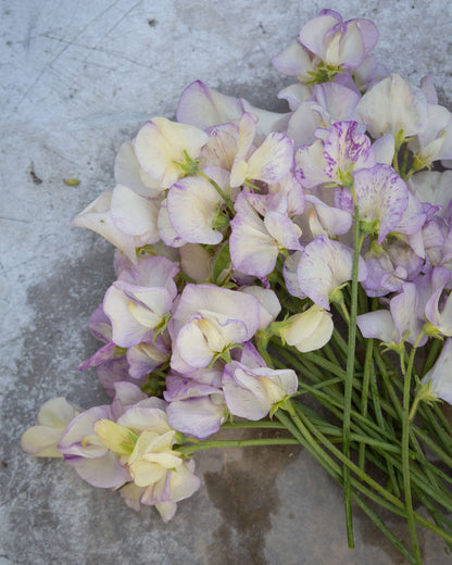 Sweet Pea April in Paris