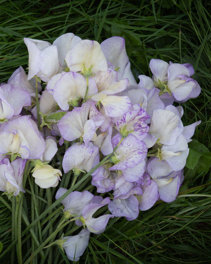 Sweet Pea April in Paris