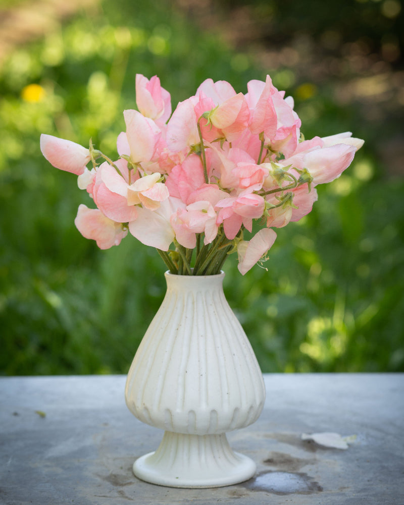 Sweet Pea Heaven's Scent