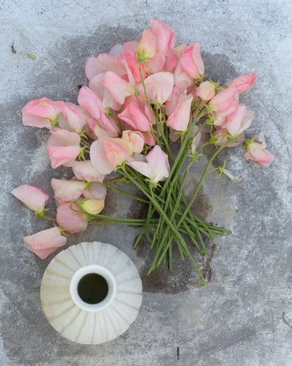 Sweet Pea Heaven's Scent