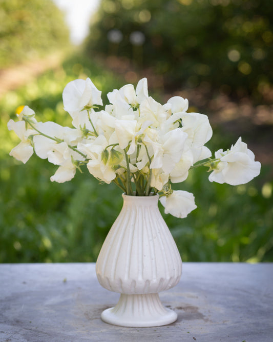 Sweet Pea Swan Lake