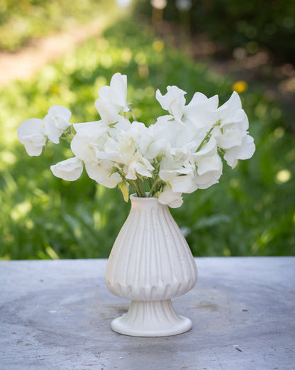 Sweet Pea White Frills