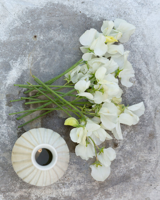 Sweet Pea White Frills