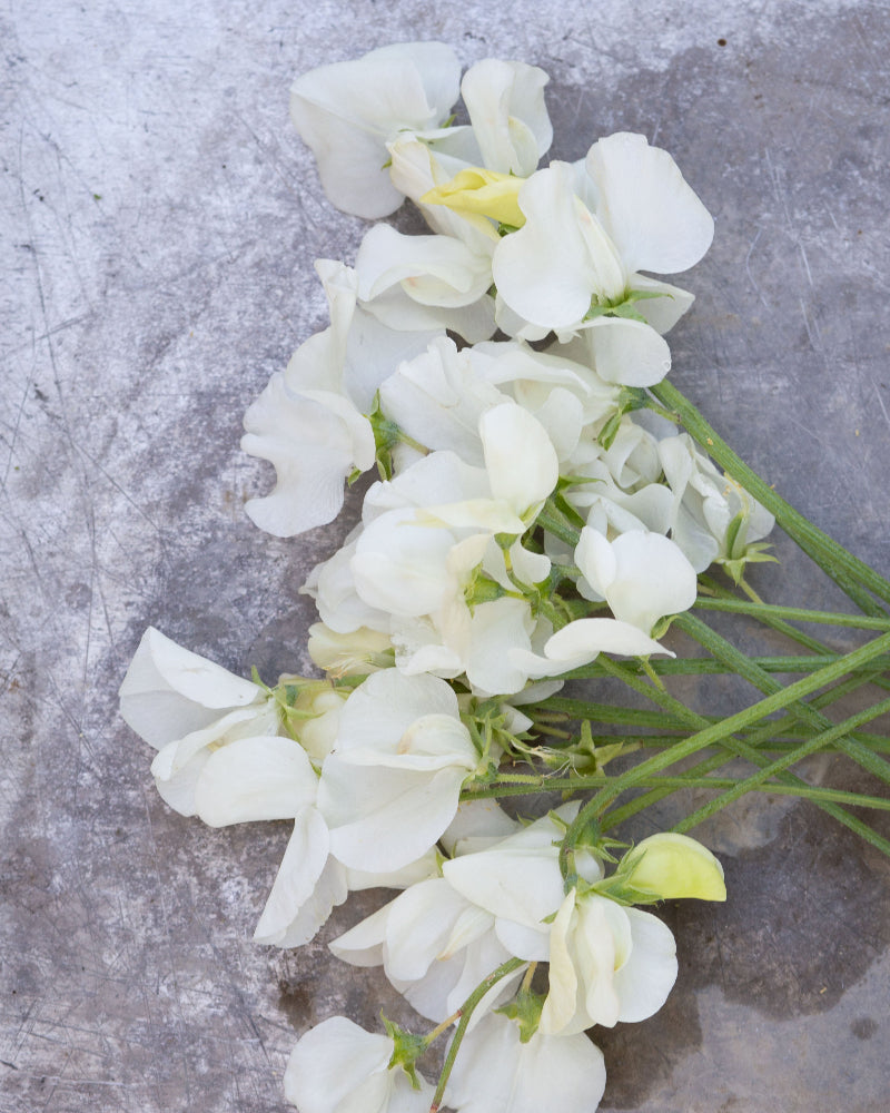 Sweet Pea White Frills