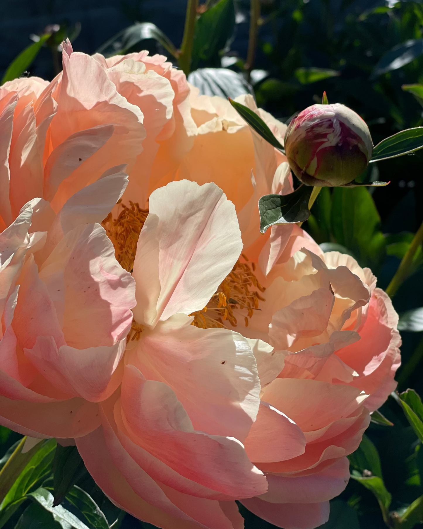 A close-up of a large peach-pink Coral Charm peony flower in full bloom with a small bud nearby, set against dark green foliage in natural sunlight.