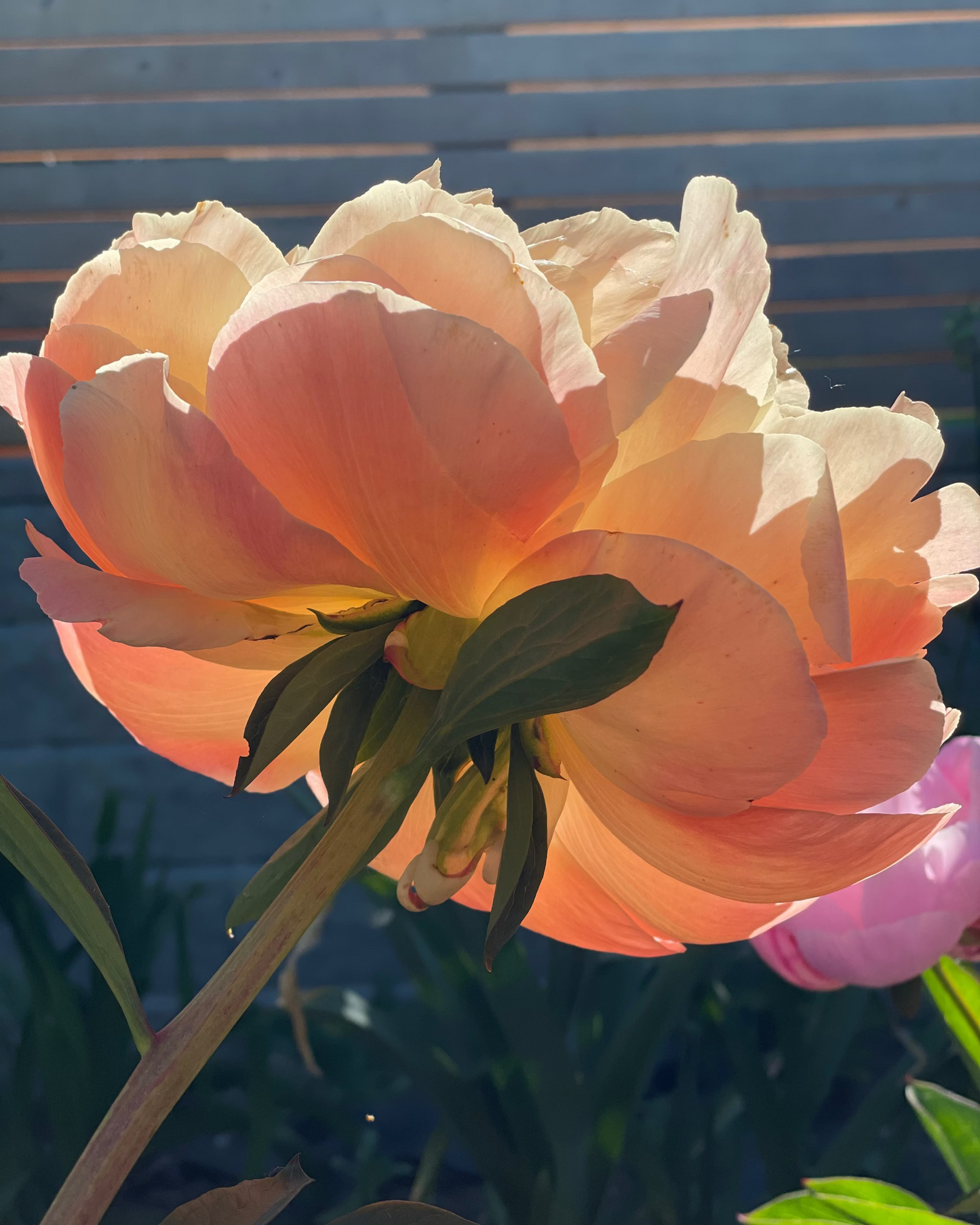 A large peach and cream Coral Charm peony flower in full bloom with green leaves, photographed outdoors against a blurred wooden fence and garden background.