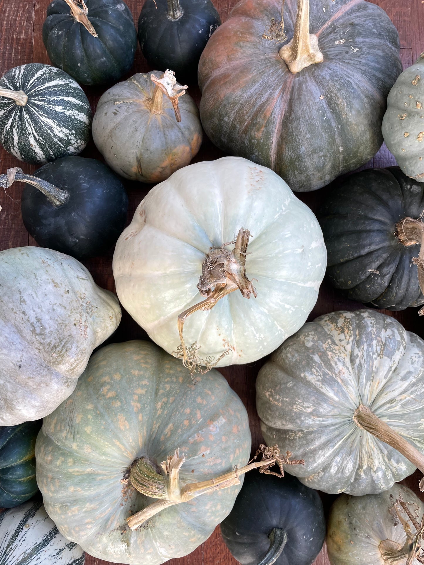 Blue Pumpkin Mix