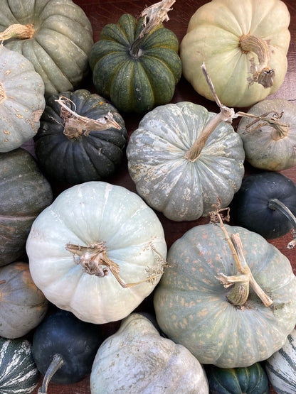 Blue Pumpkin Mix